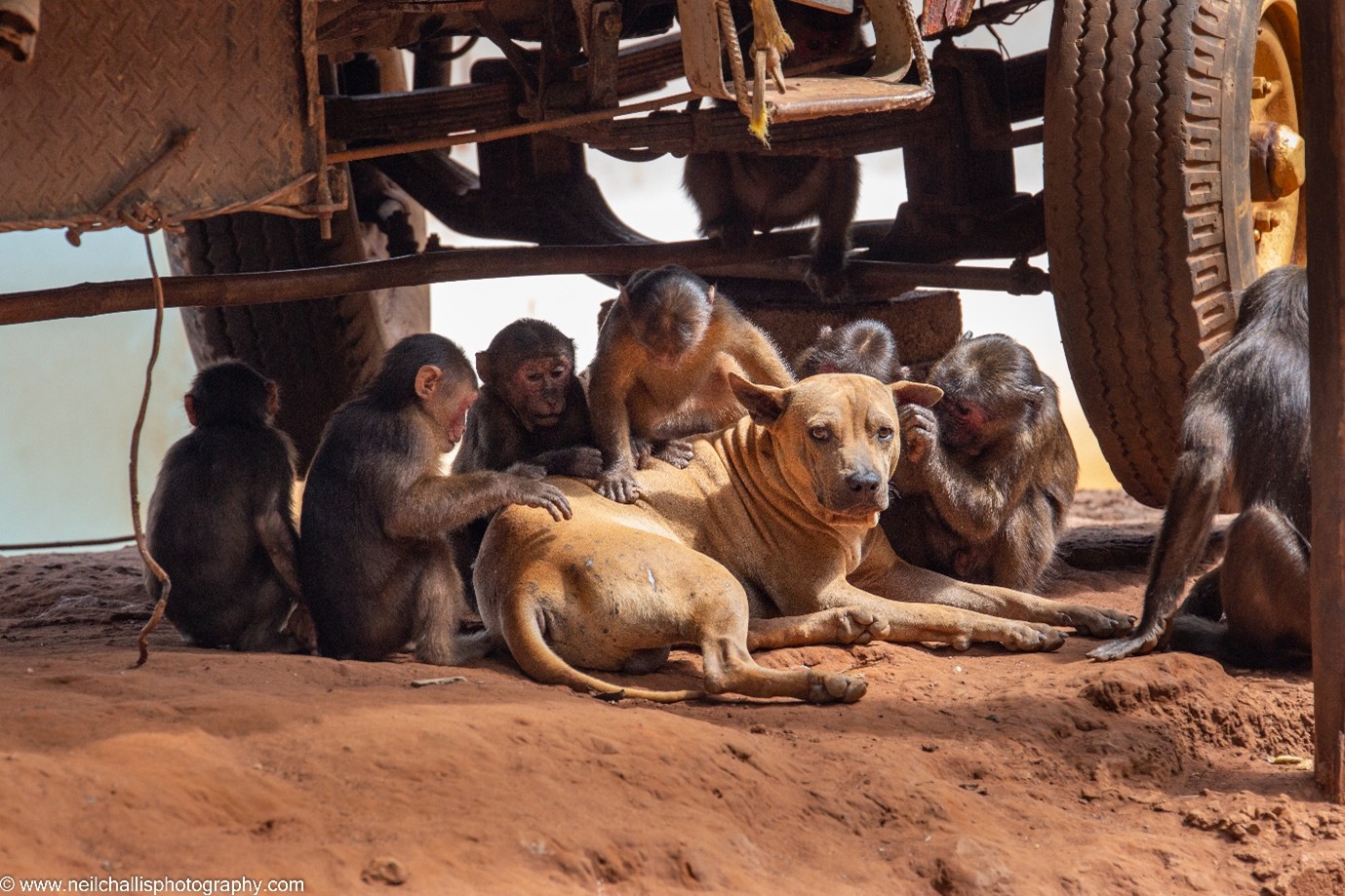 a group of monkeys groom a dog sheltering under a jeep