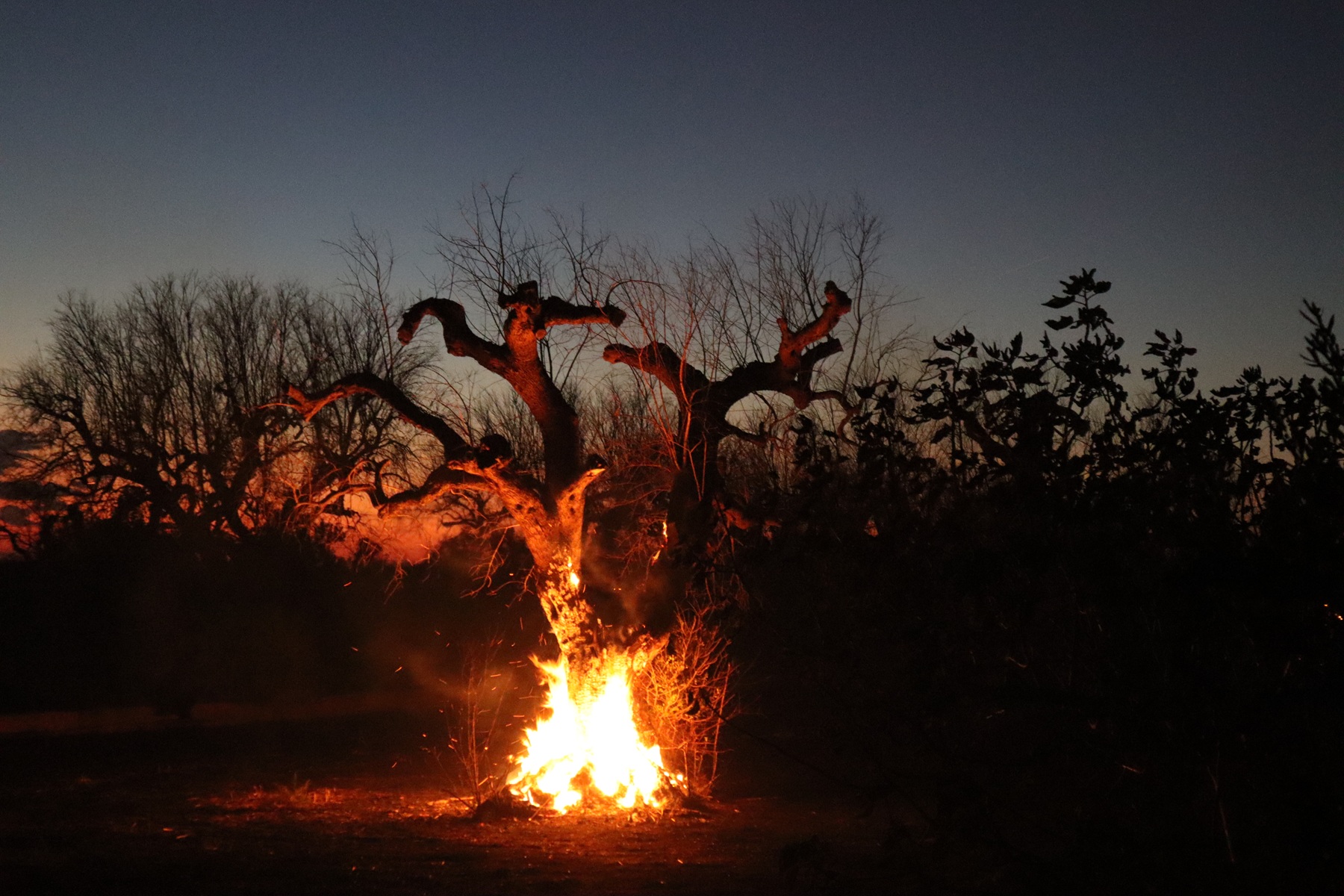 An ancient olive tree burning at dusk