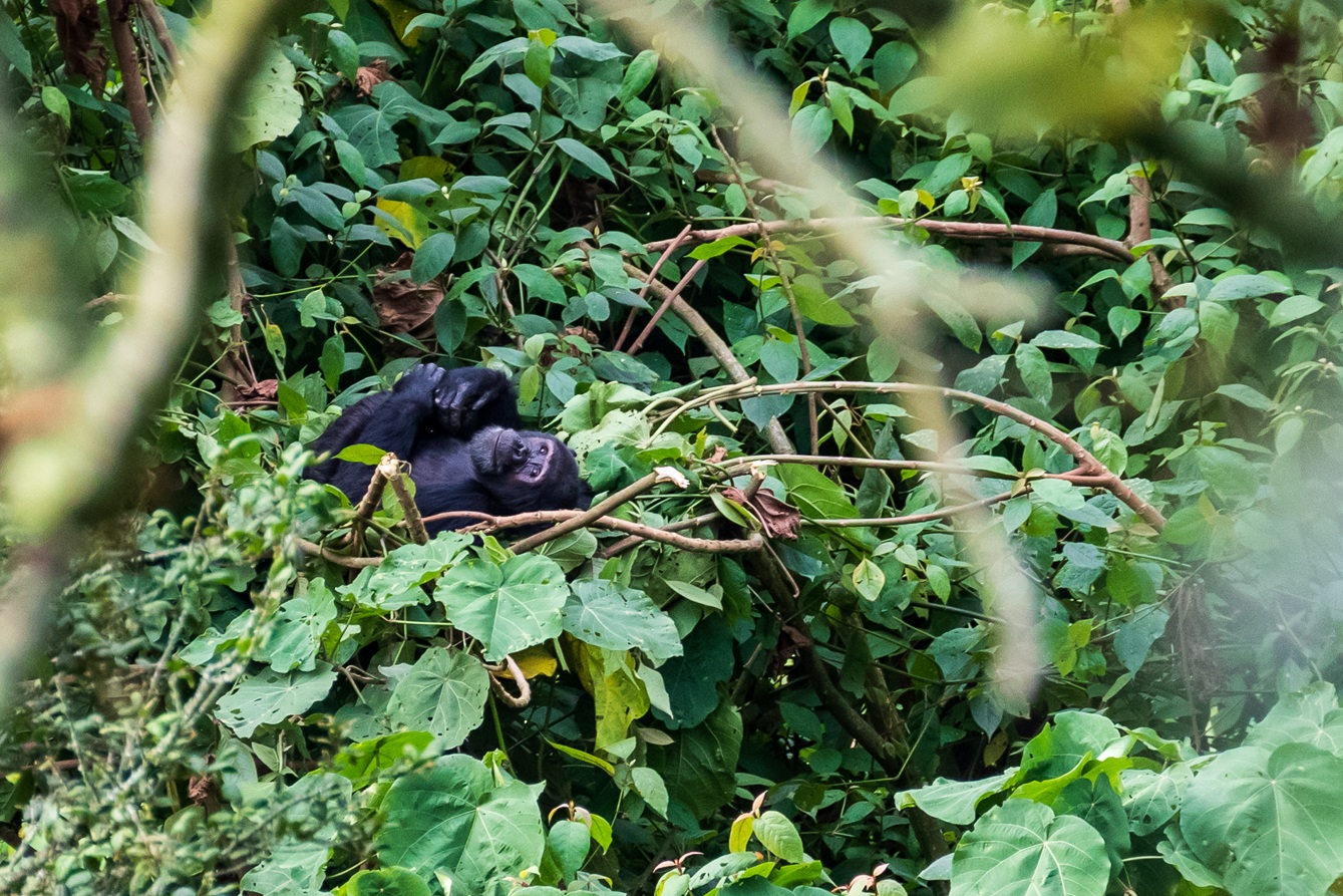 nyungwe chimpanzee laying back in nest