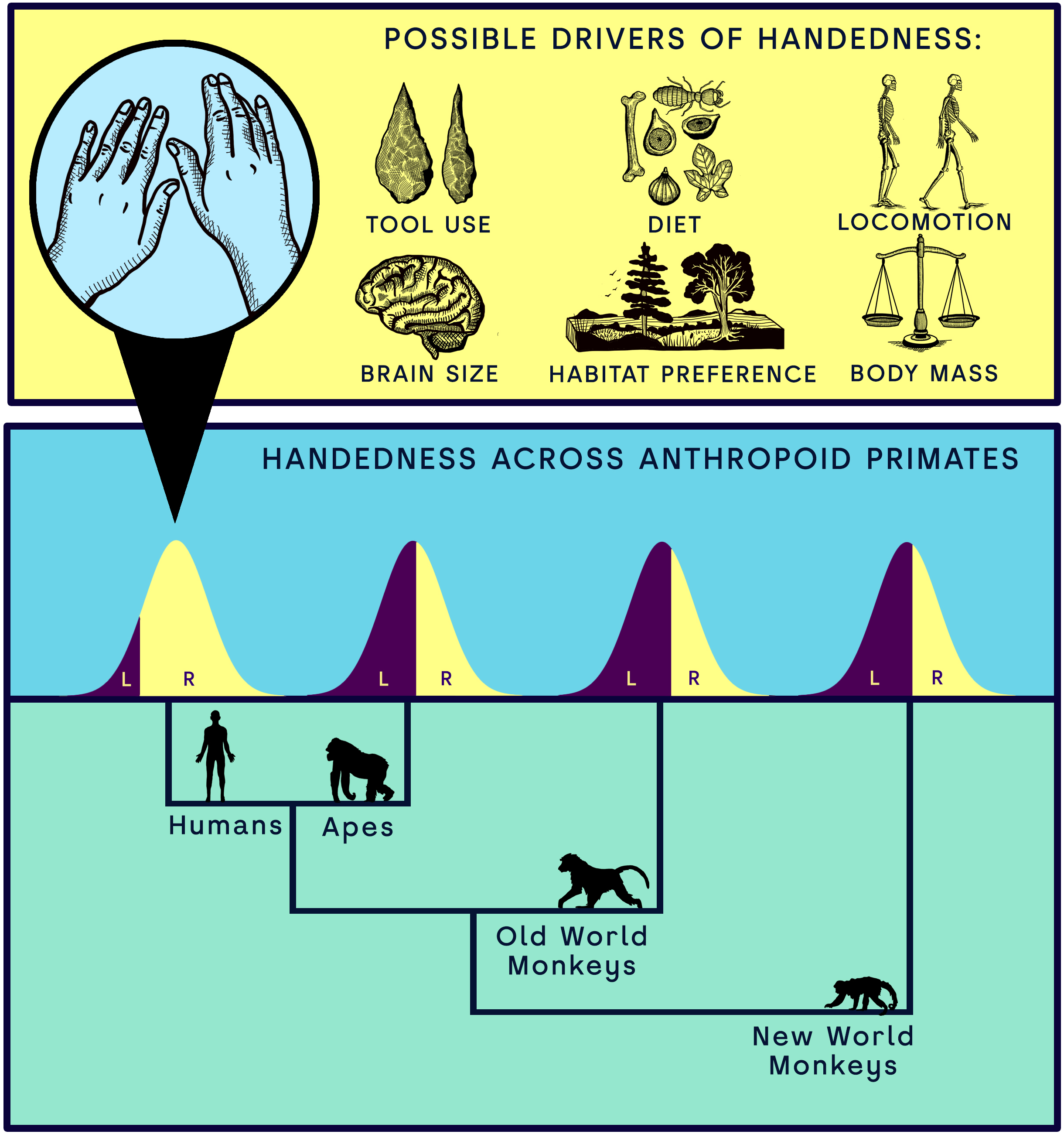 graphic showing possible theories for handedness
