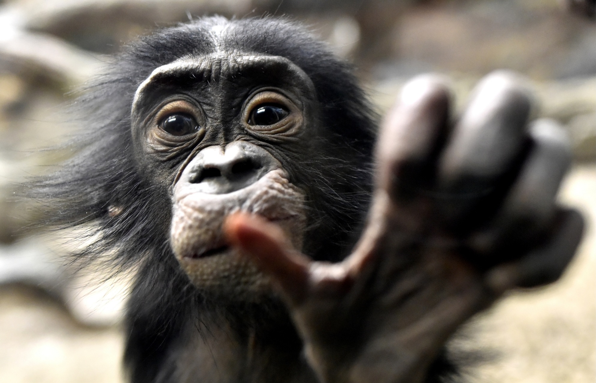 bonobo baby cjeff mccurry getty images via canva com 