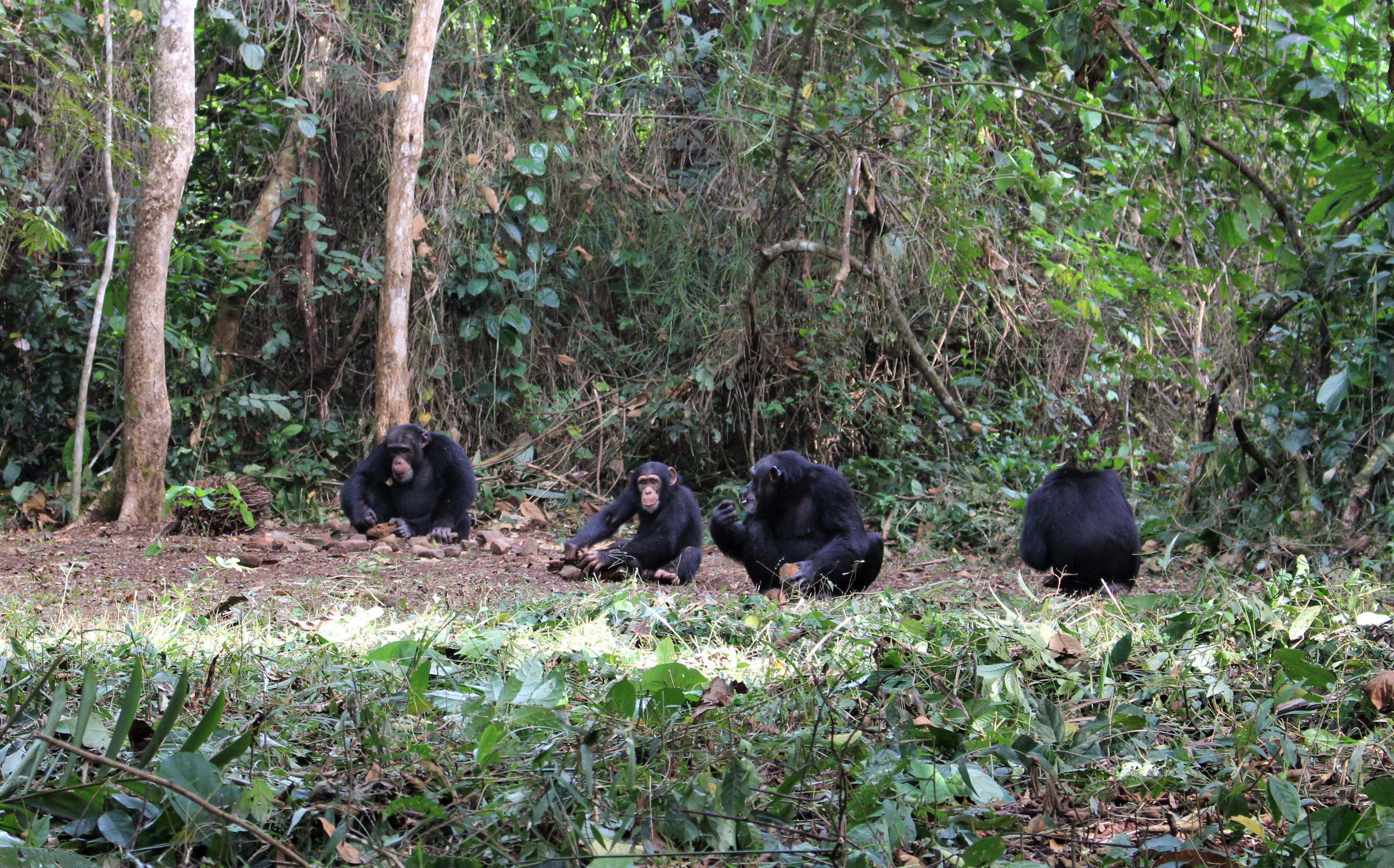 severalchimps katarinaalmeidawarren