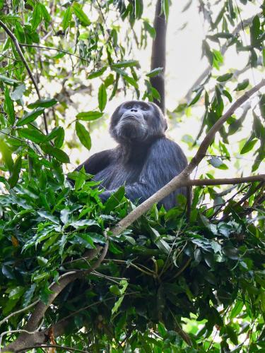 A chimpanzee sitting in a nest looking up