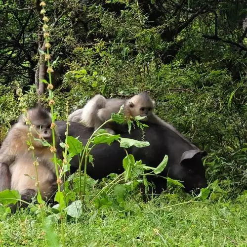 snub nosed monkeys playing with pig in the long grass