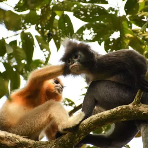 two monkeys of different species grooming each other