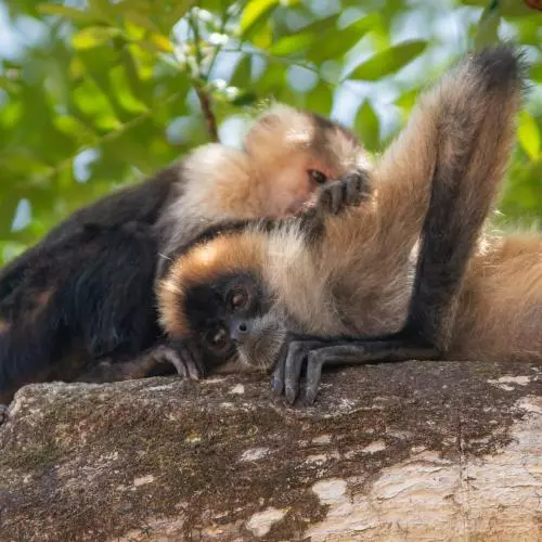 two monkeys of different species groom each other