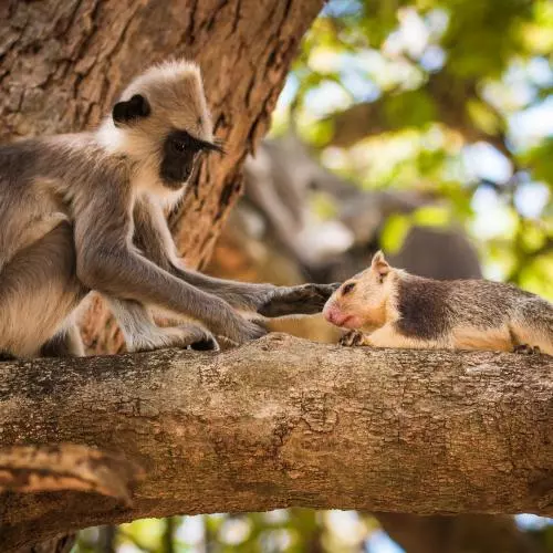 langur strokes giant squirrel in a tree