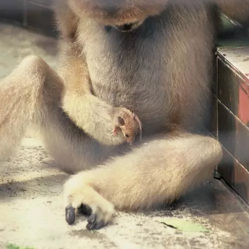 white cheeked gibbon with mouse in lap