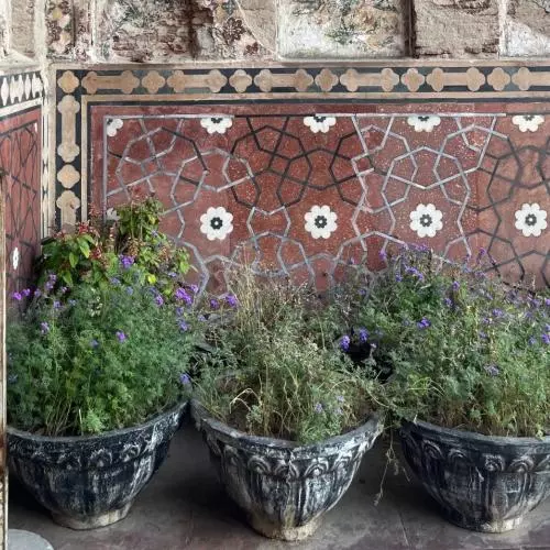 small purple flowers growing in pots against a wall with geometric patterns
