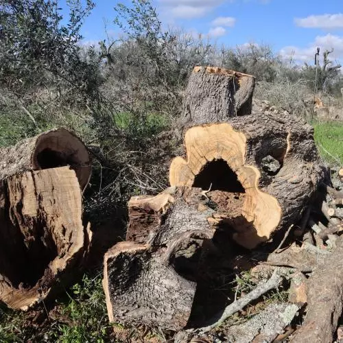 an ancient, felled olive tree