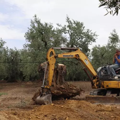 A digger clearing olive trees