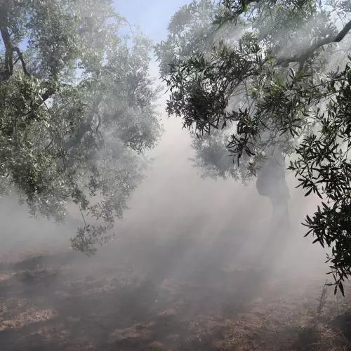 Mist through an olive grove
