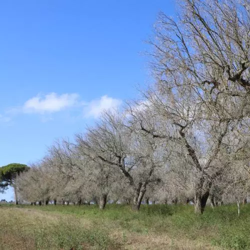bare olive trees