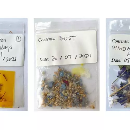 dust, leaves and safron in small plastic sample bags with handwritten labels.