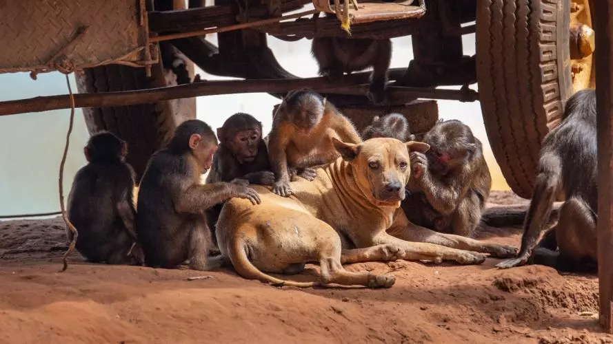 a group of monkeys groom a dog sheltering under a jeep