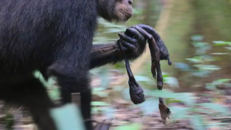 a chimpanzee carries the mummified remains of an infant chimpanzee through the forst