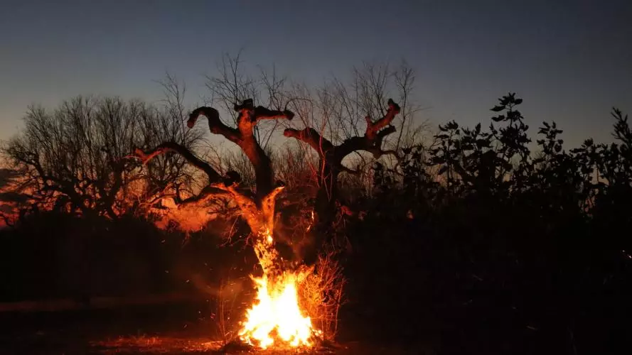 An ancient olive tree burning at dusk