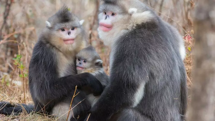 A family of three snub nosed monkeys - a large male next to a female with a baby