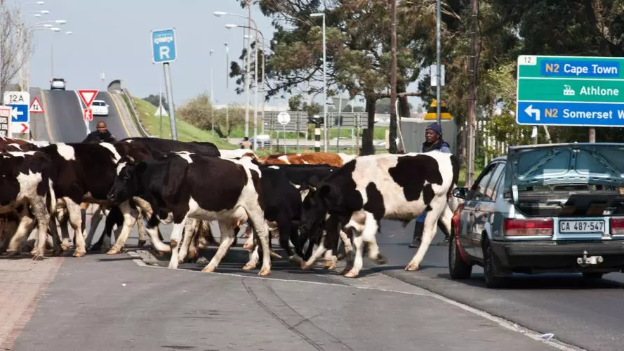 cattle in cape town by noleen kutash