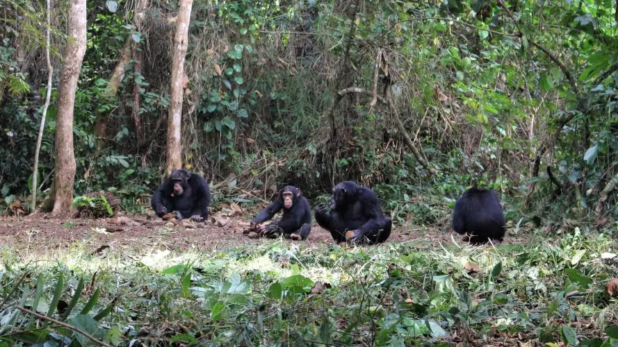 severalchimps katarinaalmeidawarren