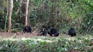 severalchimps katarinaalmeidawarren