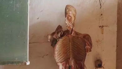 A hollowed model of a human body, showing the inside of the ribcage and half of a skull. Photo credit: Lys Alcayna-Stevens 