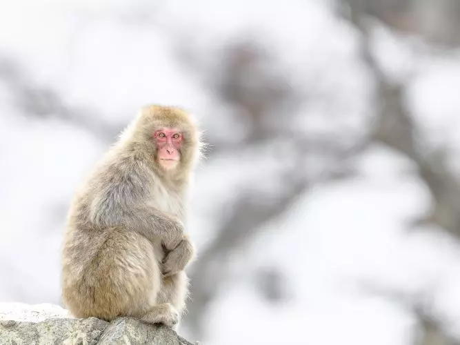 japanese macaque