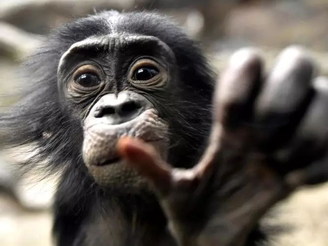 bonobo baby cjeff mccurry getty images via canva com 
