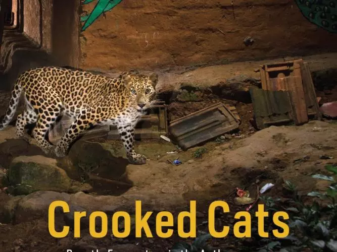 crooked cats