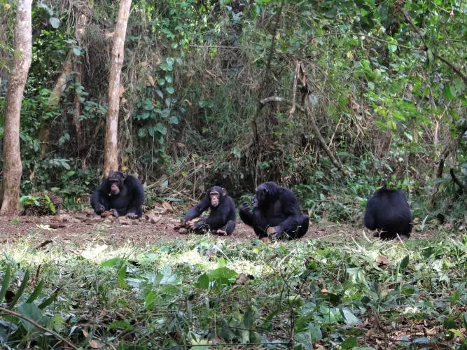 severalchimps katarinaalmeidawarren