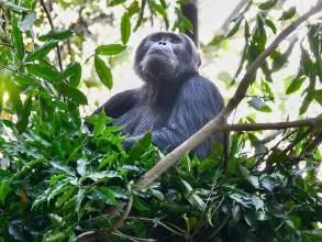 A chimpanzee sitting in a nest looking up