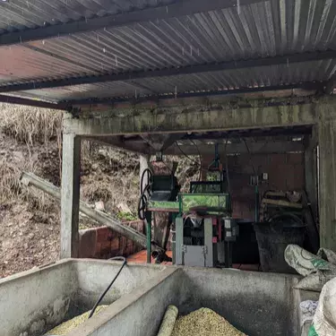A roofed beneficiadero, where harvested coffee cherries are brought for processing, at the Bellavista farm, in a vereda (rural district) of the municipality of Arboledas, Norte de Santander. In the foreground are two cement fosas (basins); in the backgrou