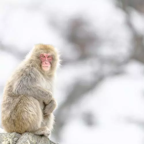 japanese macaque