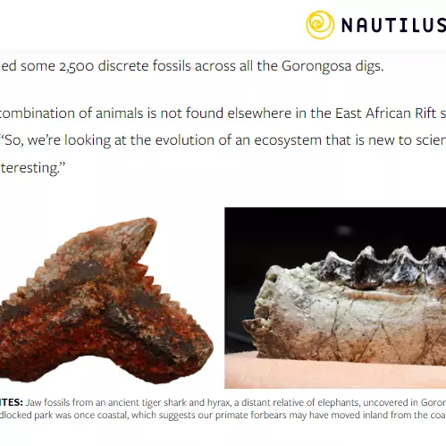 nautilus article - text and photo of jaw bones 