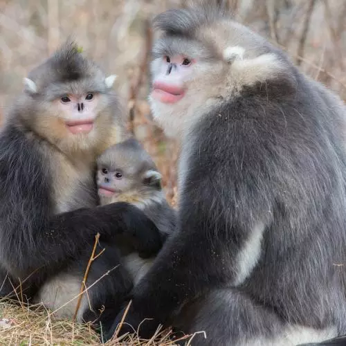 A family of three snub nosed monkeys - a large male next to a female with a baby