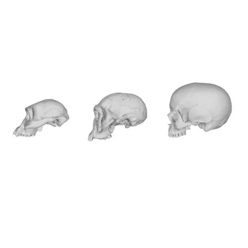 tp research image
