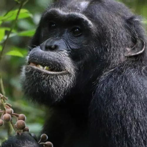 chimpanzee sitting in tree eating brown fruit