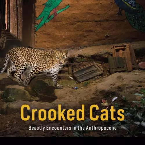 crooked cats