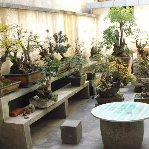 Bonsai trees and plants