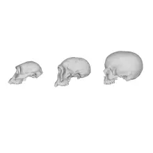 tp research image