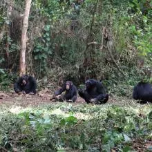 severalchimps katarinaalmeidawarren