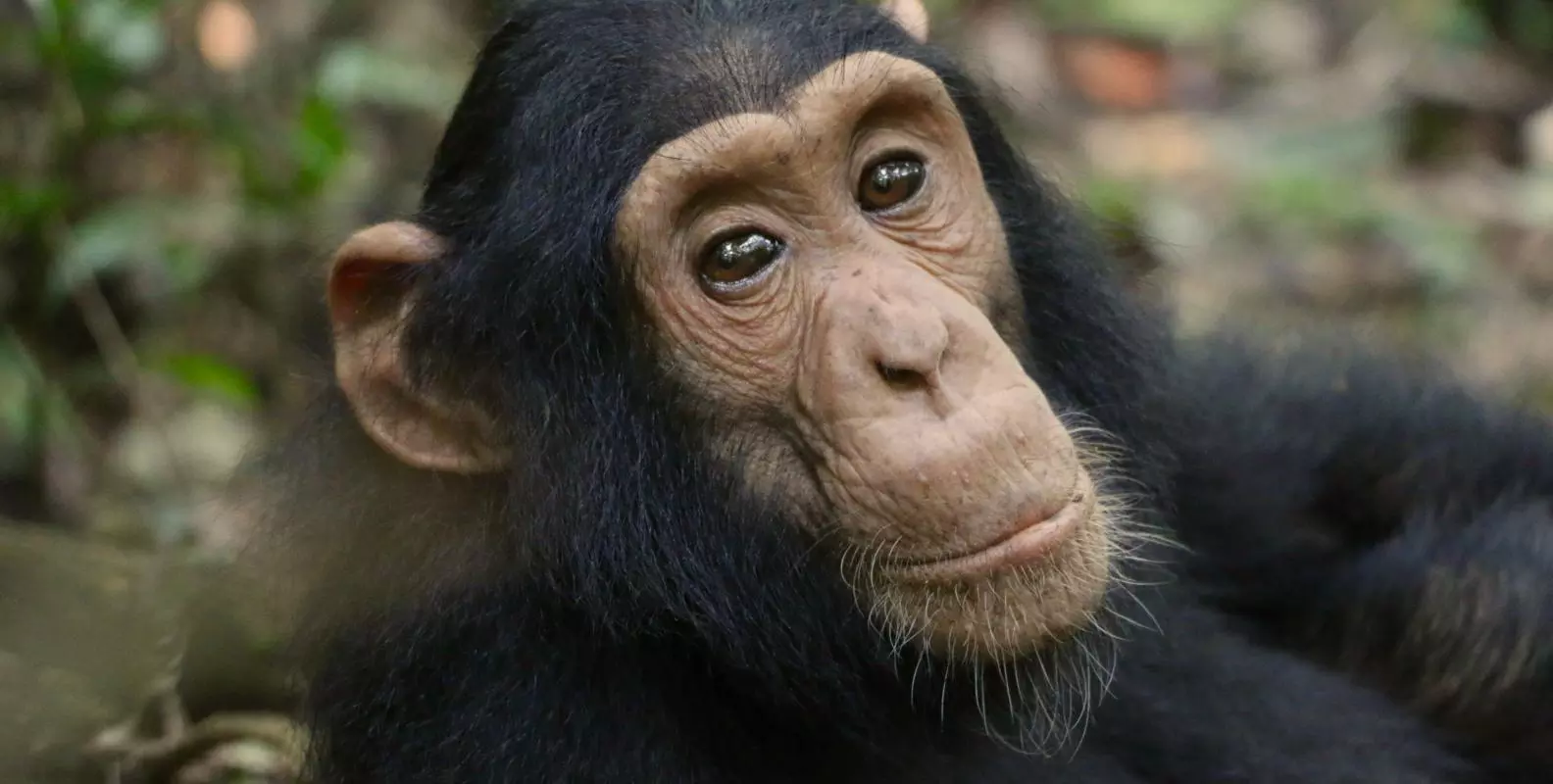 chimpanzee