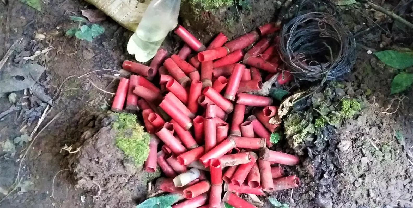 A close up of the forest floor with red shot gun cartridges in a pile, a single white trainer and an empty plastic bottle