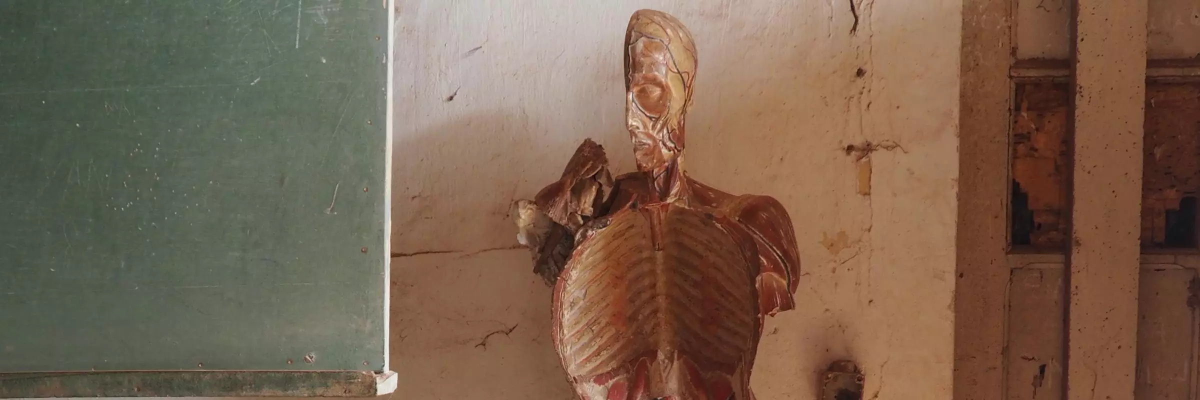 an old fashioned cut away model of a human showing muscle structure in a green room