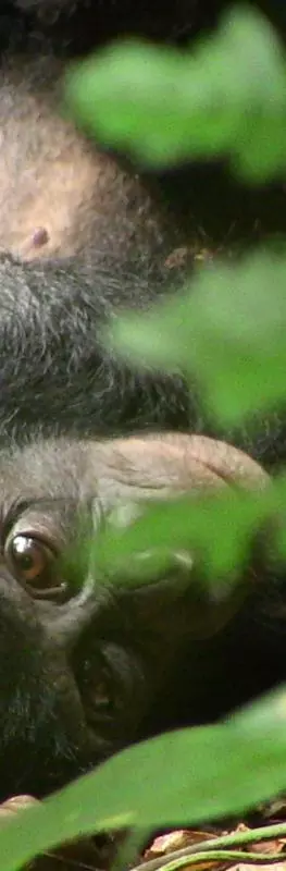a chimp glimpsed through the leaves of the forest