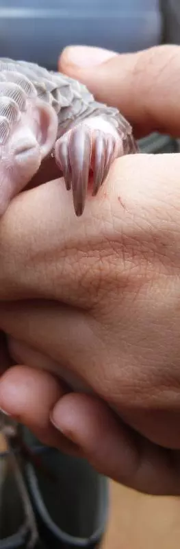 A close up of a small scaly mammal in man's hand 