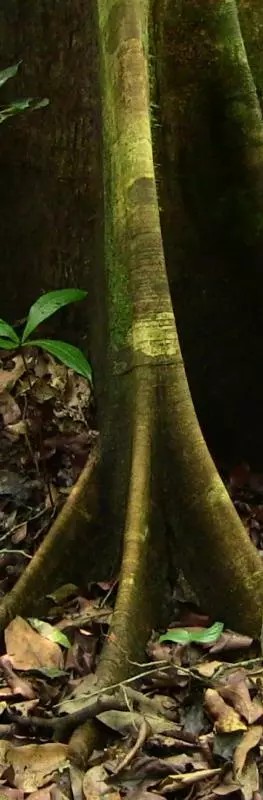Close up of the roots of a large tree in a forest