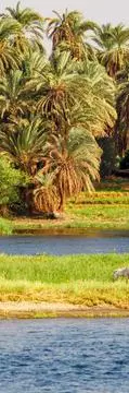cattle grazing by a flooded river with palm trees in background