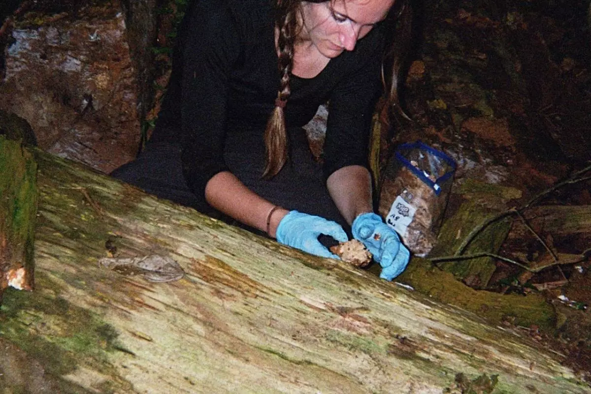 Woman collect samples of dead wood in the forest in the dark