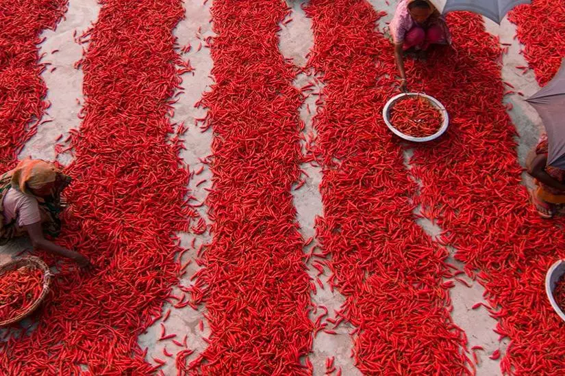 Photo from above of people laying out lines of chillies to dry in the sun